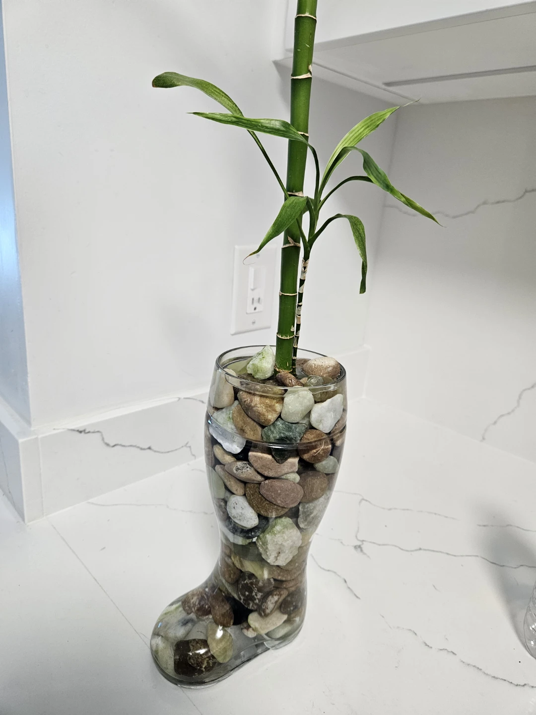 Lucky Bamboo Plant in Glass Vase