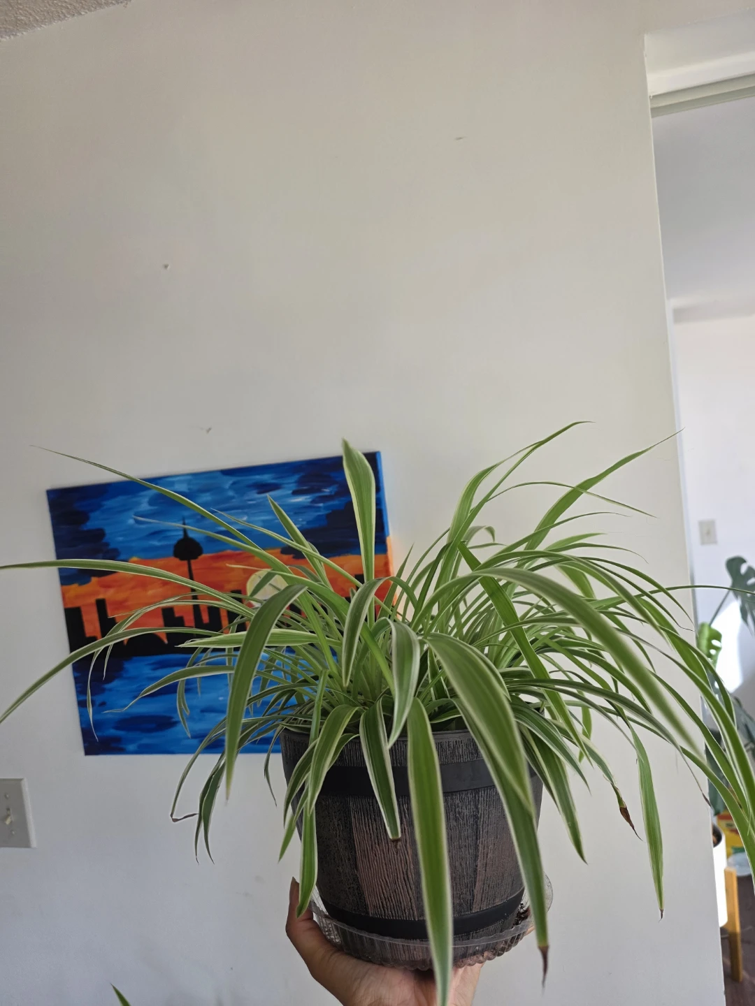 Large Healthy Spider Plant in Pot - photo 4