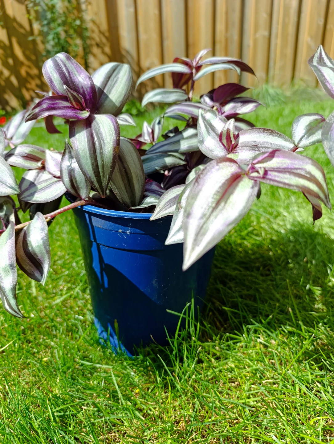 Tradescantia Zebrina Wandering Dude Plant