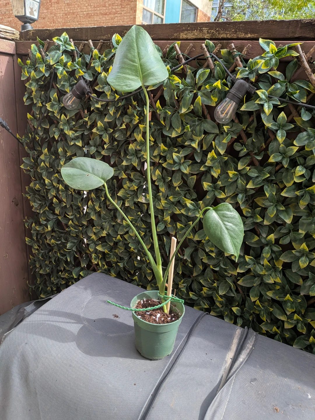 🌿Young Monstera Deliciosa Houseplant