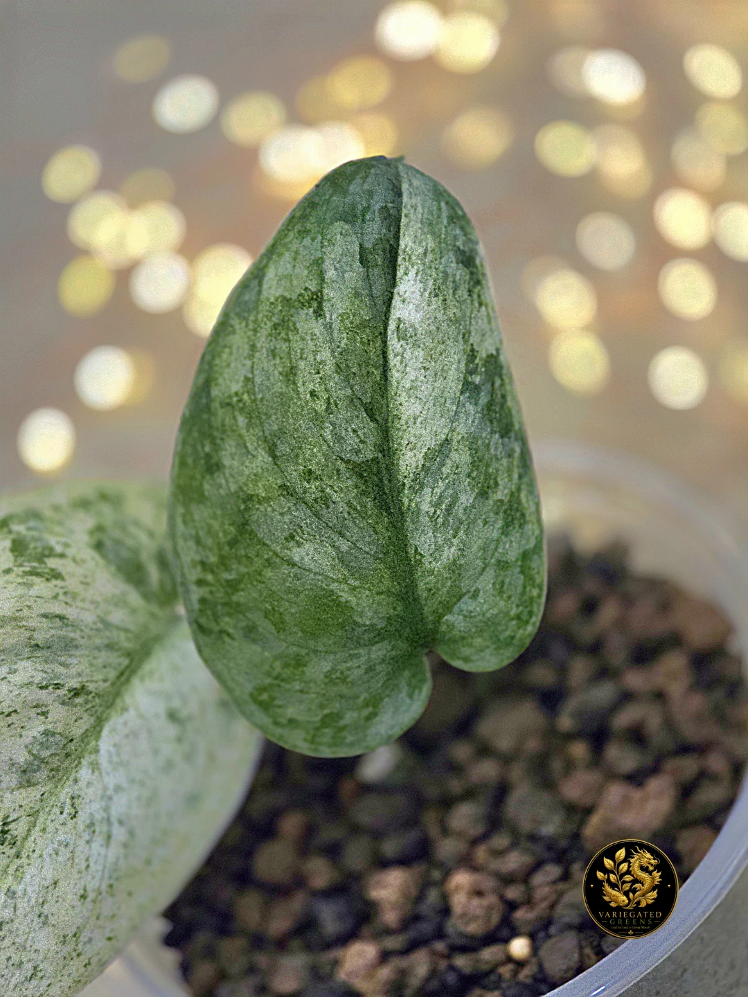 Scindapsus pictus Halimoon "Unfolding Silver" - photo 2