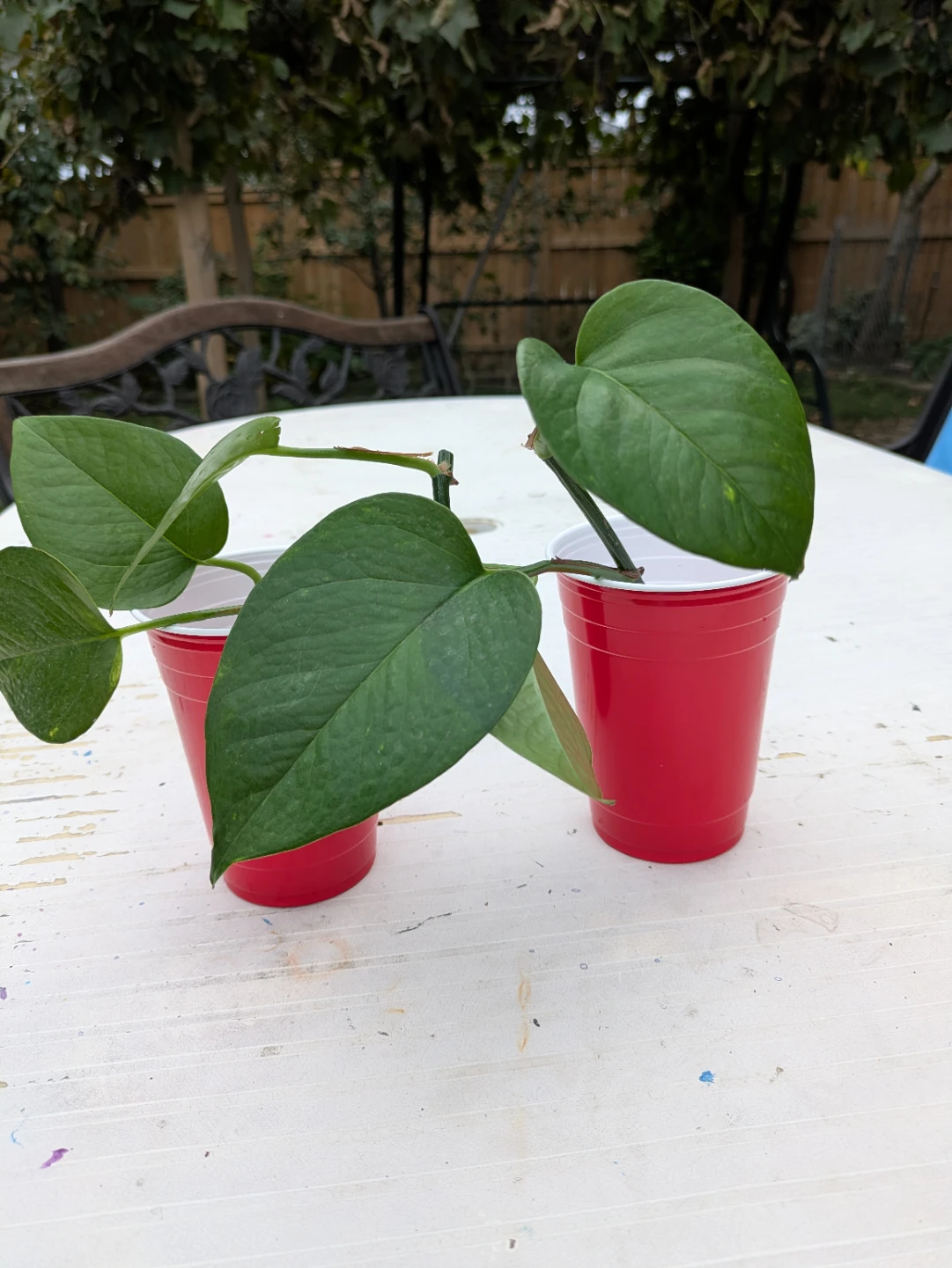 Healthy Pothos Plant Cuttings