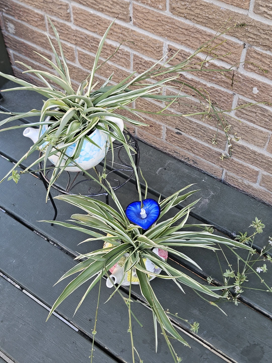Assorted Potted Succulents and Spider Plants