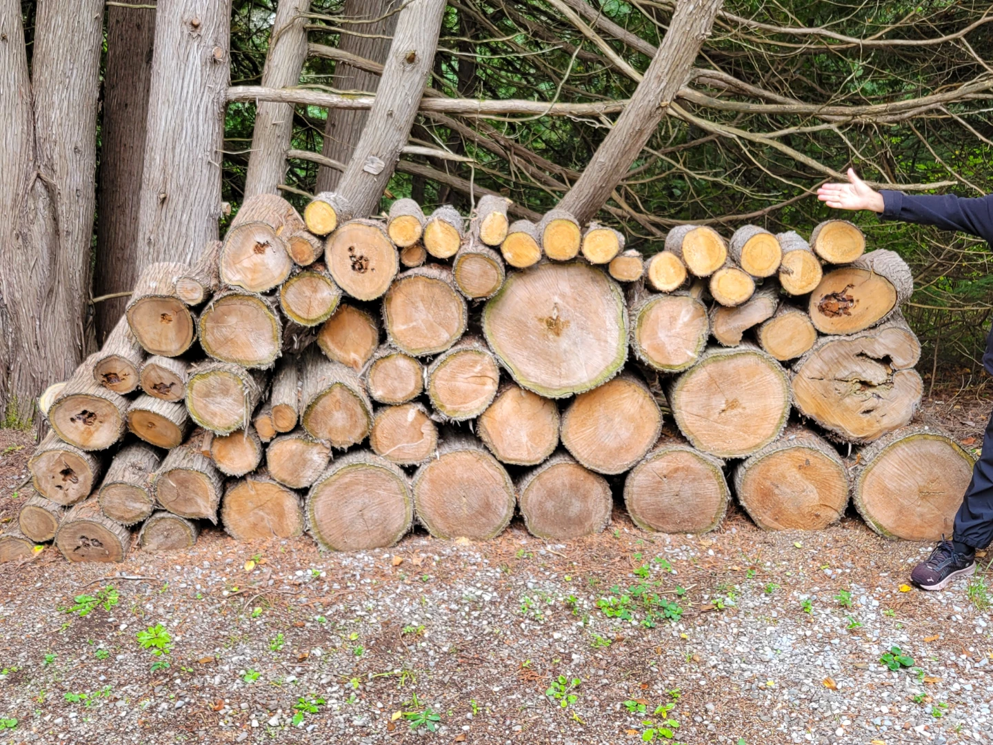 Unsplit firewood - photo 3