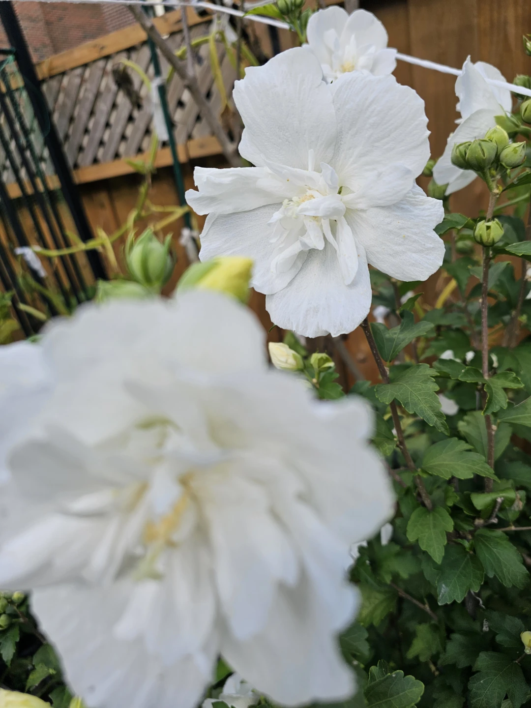 White Rose of Sharon, double panels - photo 2
