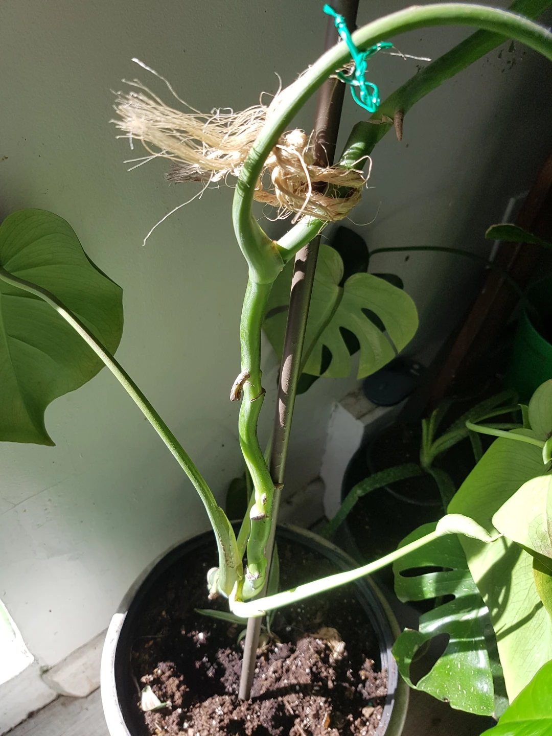 Monstera Deliciosa cutting with support stake