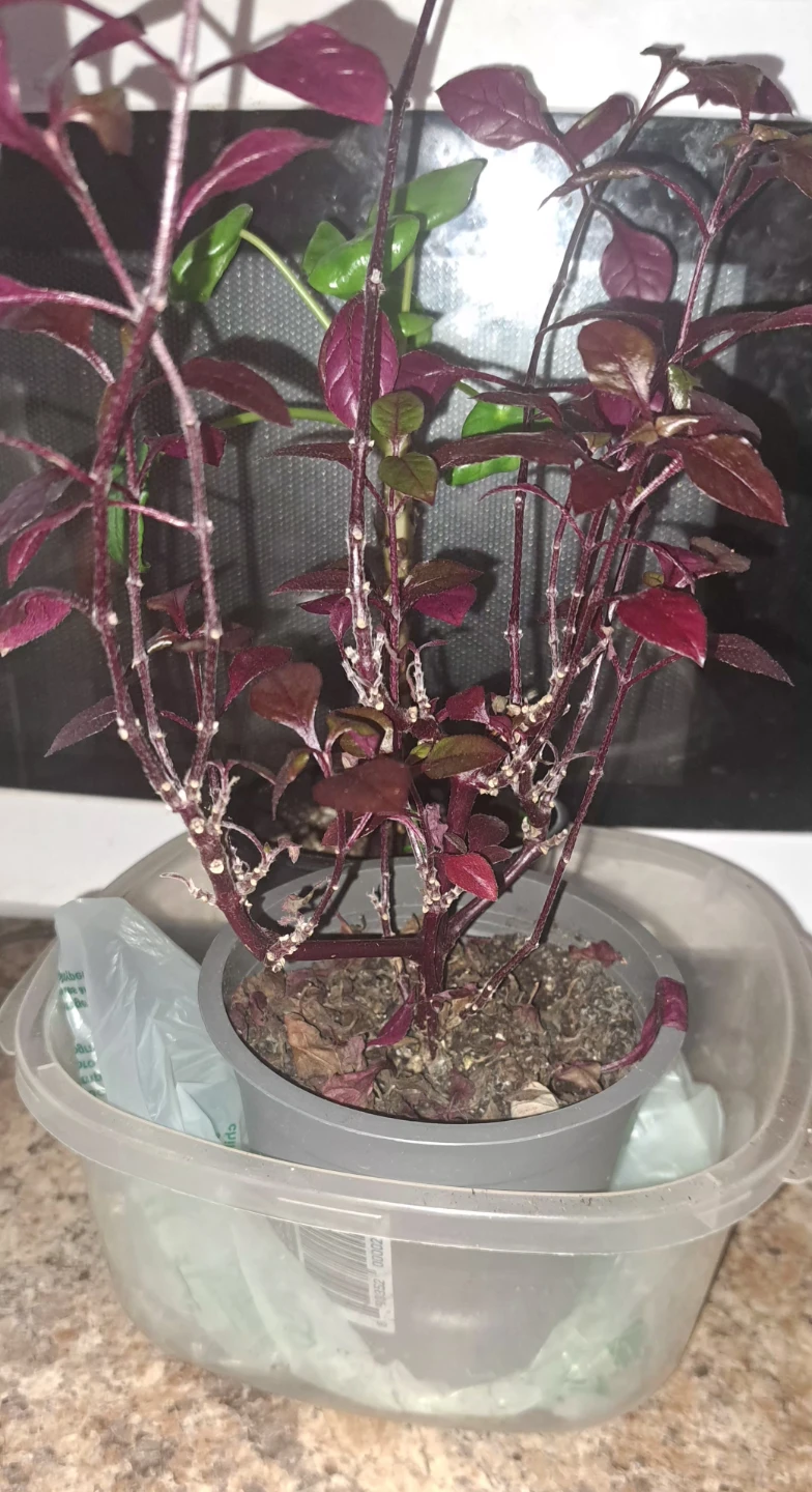 HOUSEPLANTS GALORE