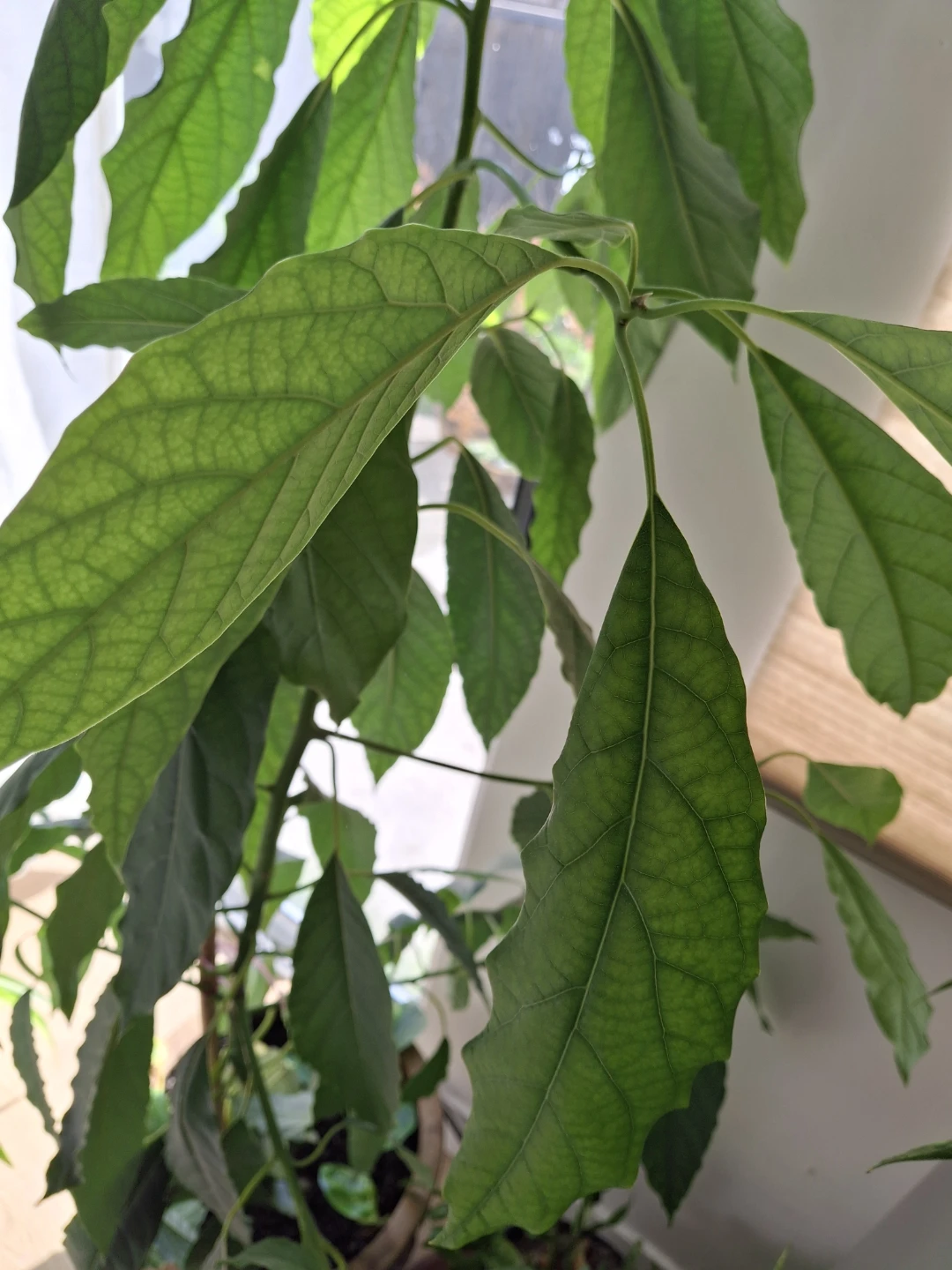 Potted Avocado Houseplant - photo 3