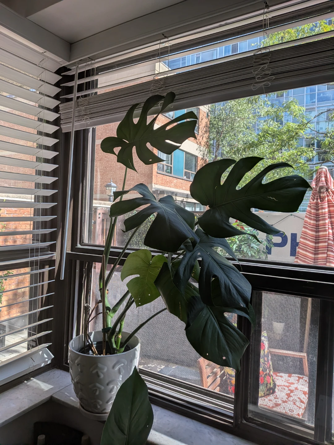 🌿Young Monstera Deliciosa Houseplant - photo 5