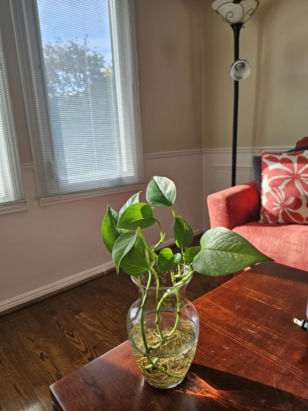 Hydroponic Pothos in glass vase