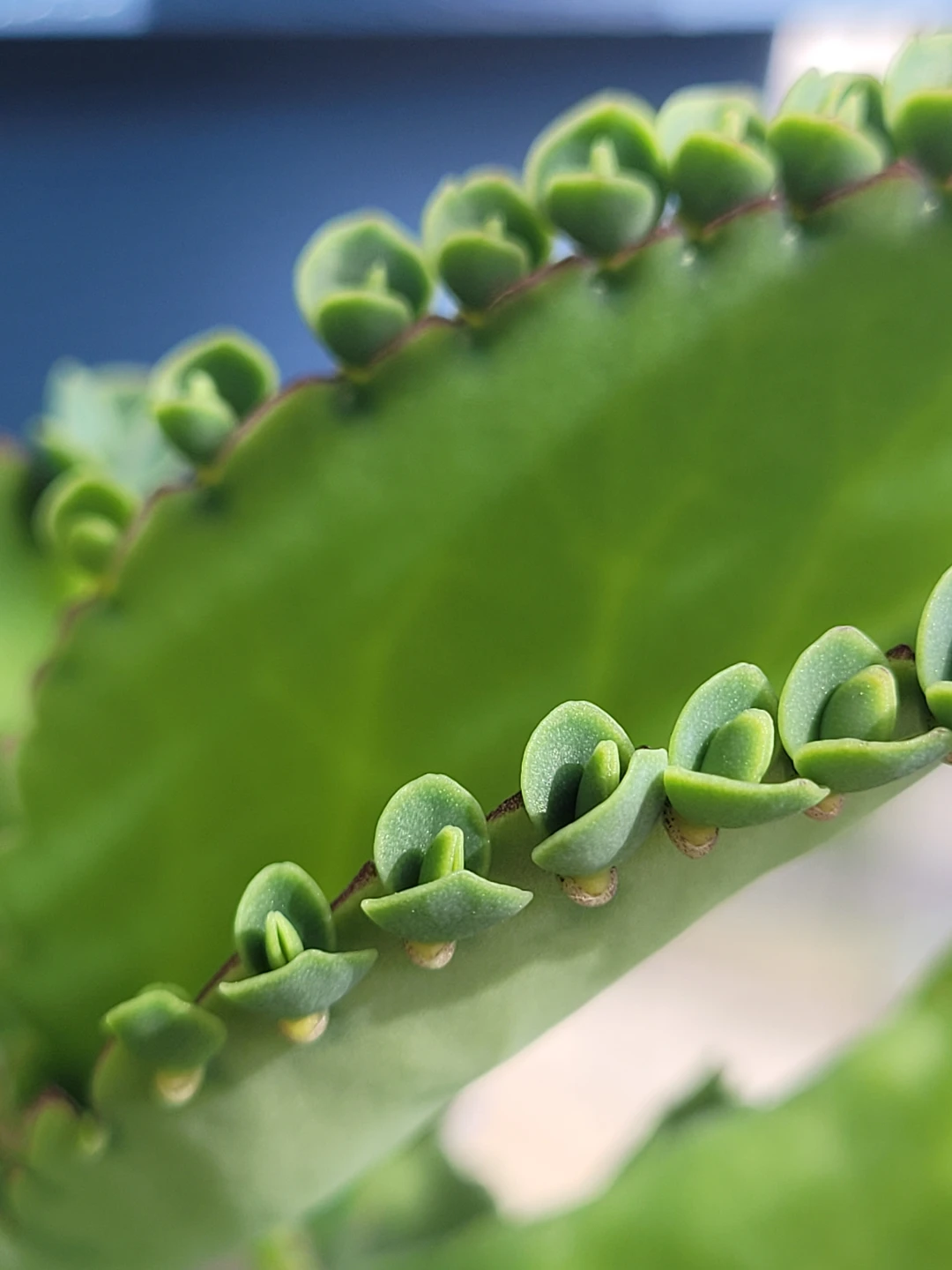 Mother of Thousands Succulent in Pot - photo 5