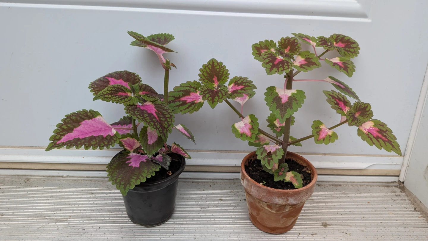 Coleus Plants
