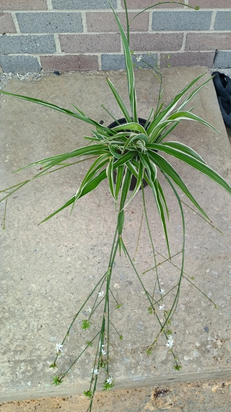 Variegated Spider Plant - photo 4