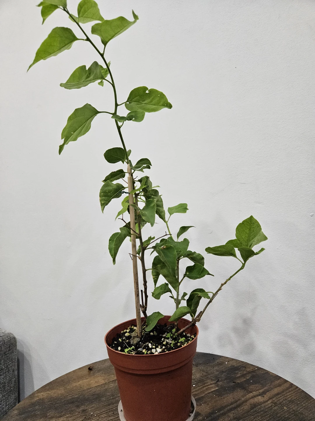 White Bougainvillea Plant - photo 4