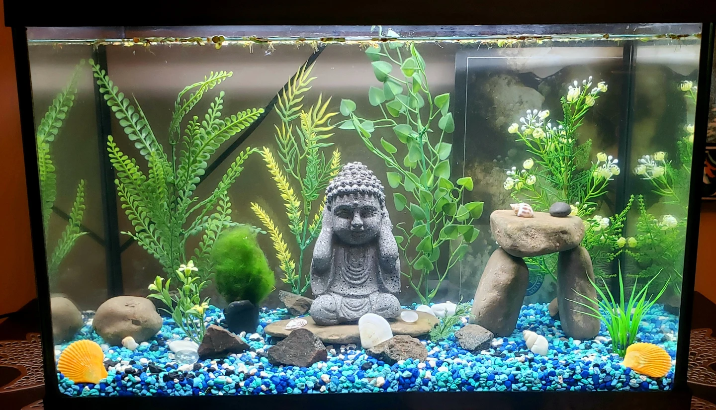 Aquarium 10 Gal COMPLETE SETUP