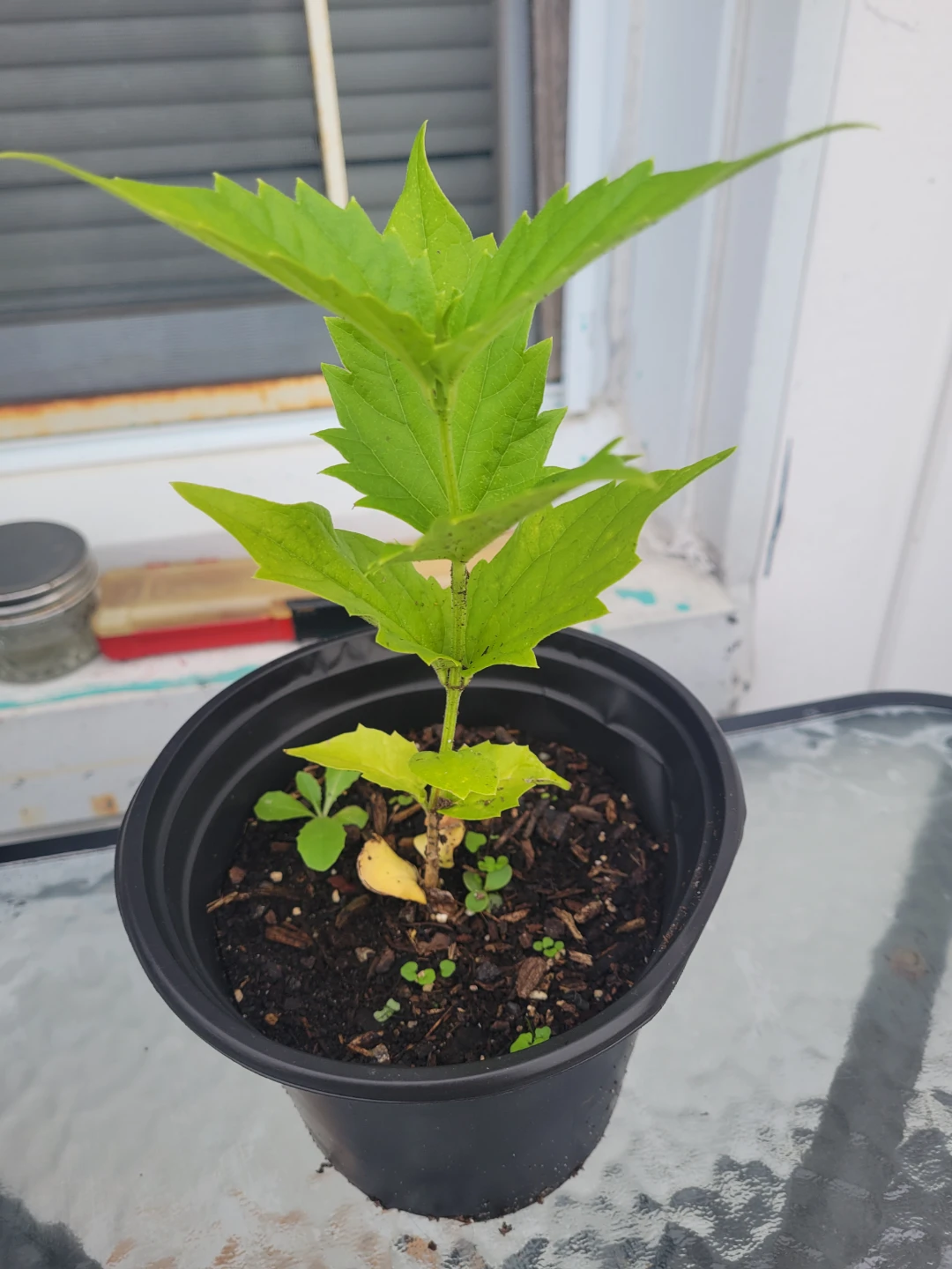 Shiuli plant (Nyctanthes arbor-tristis)