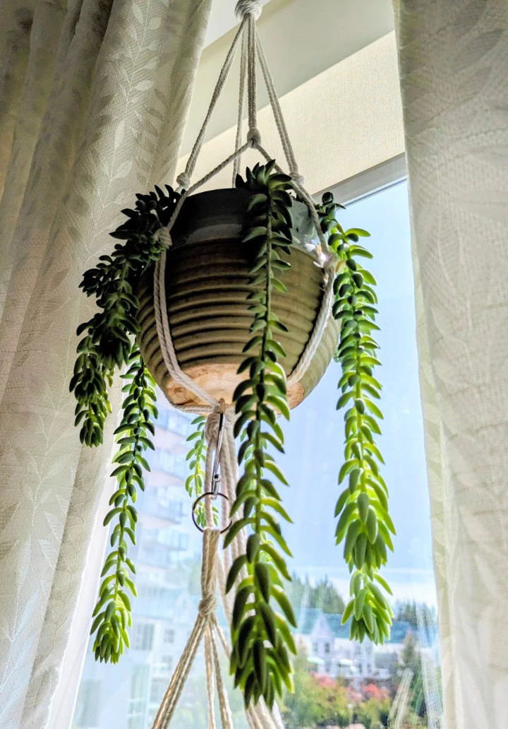 Hanging Succulent Plant