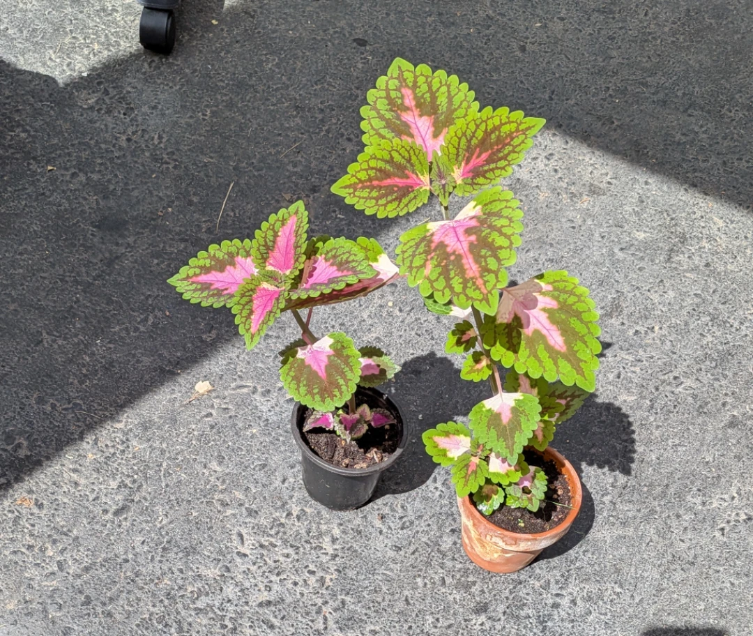 Coleus Plants
