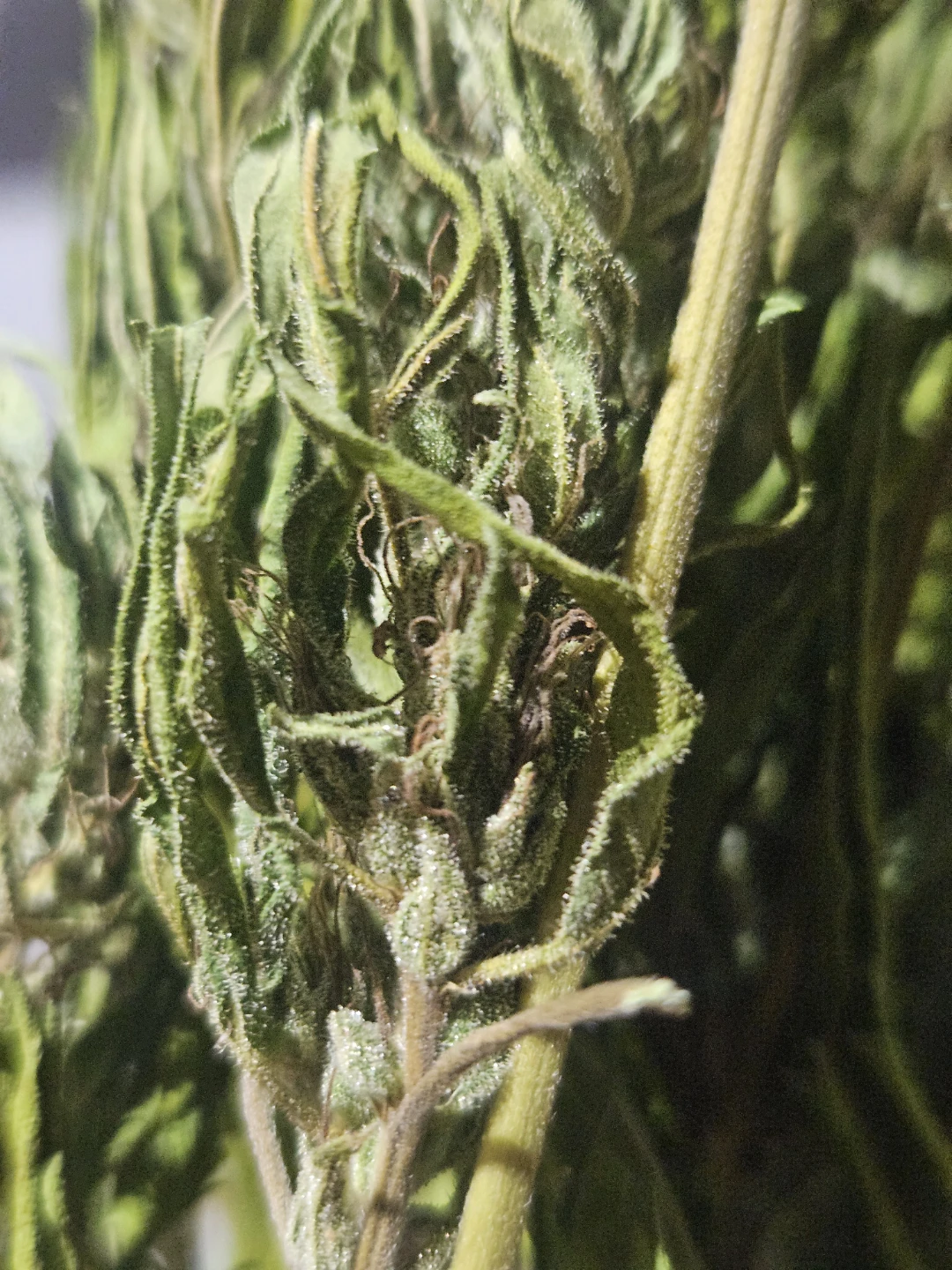 Free to a Good Home: Hermie Plants (Edibles / Butter Project) - photo 2