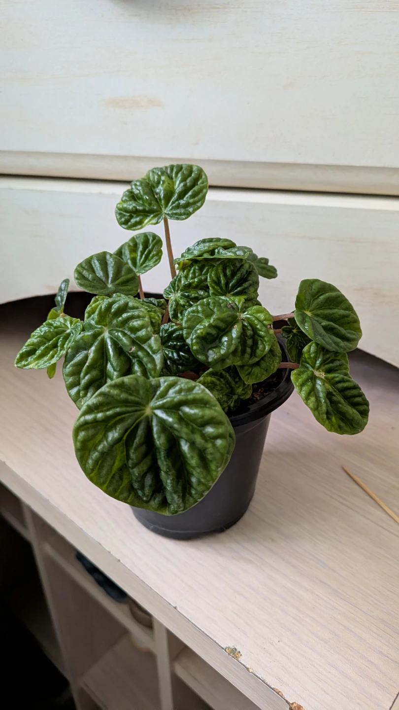 Emerald Ripple Peperomia - photo 2