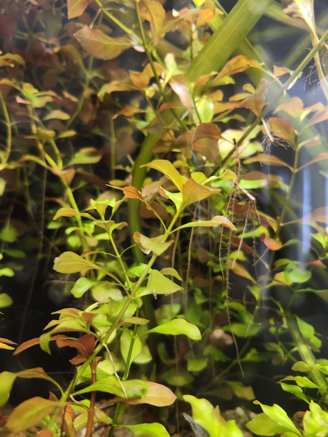 Assorted Live Aquarium Plant Trimmings - photo 3