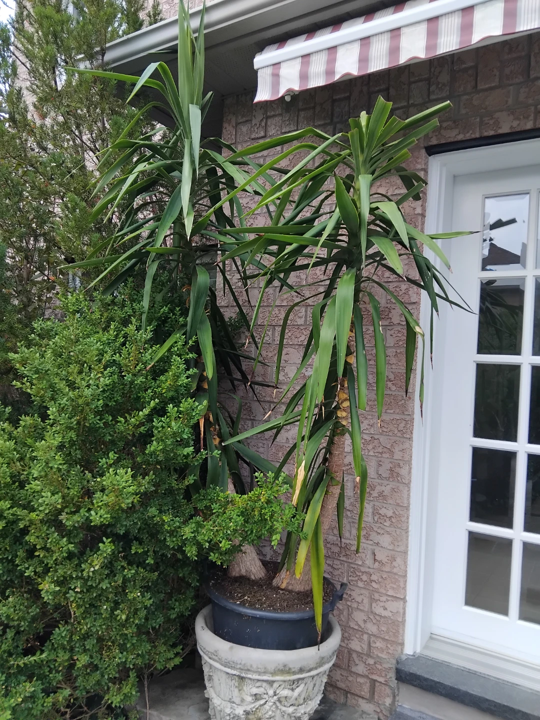 Two Large Potted Yucca Plant - photo 2