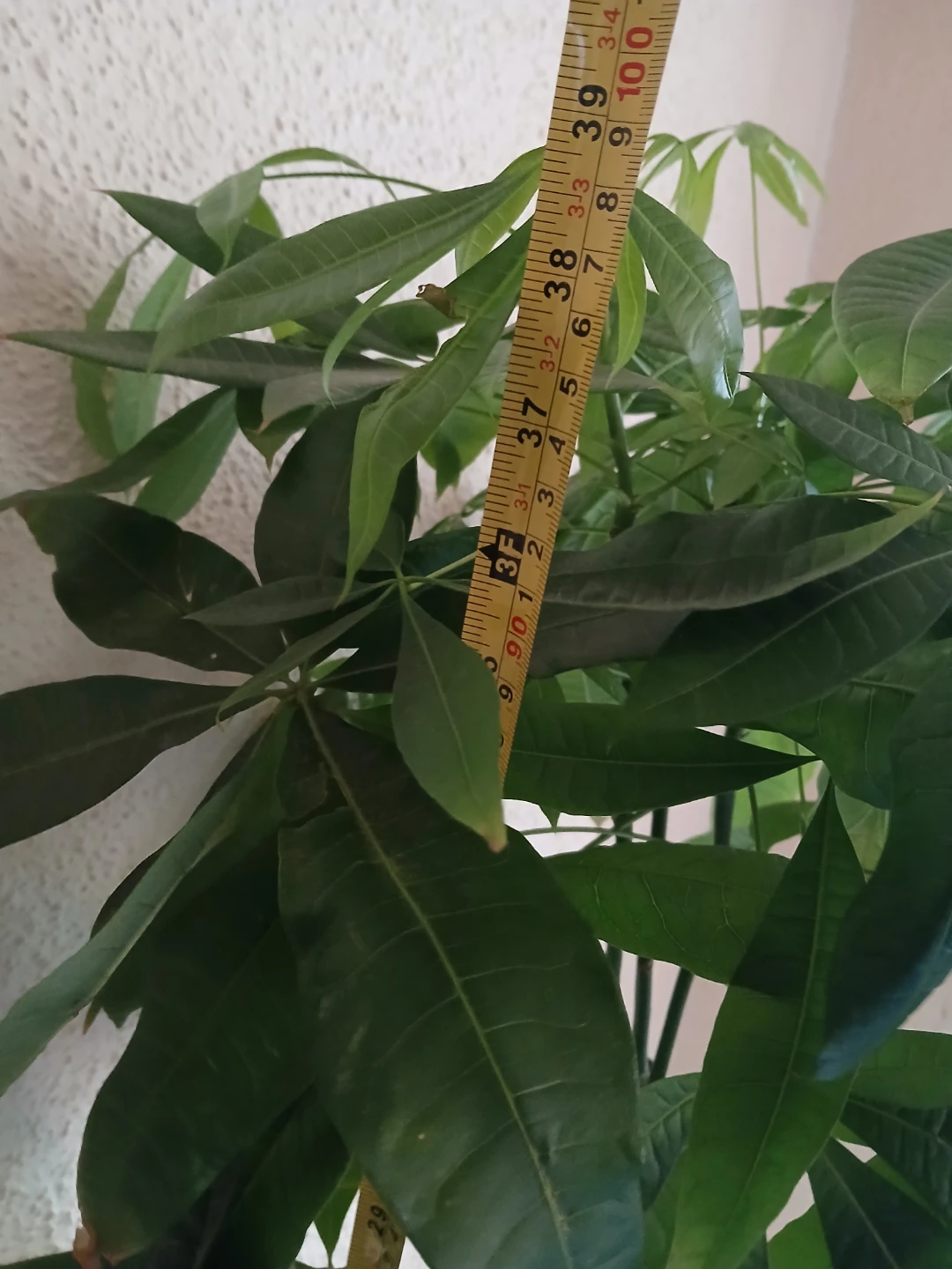 Braided Money Tree Plant - photo 4