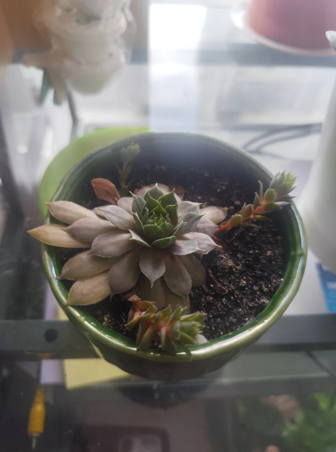 Houseleek Succulent in Green Ceramic Pot - photo 2