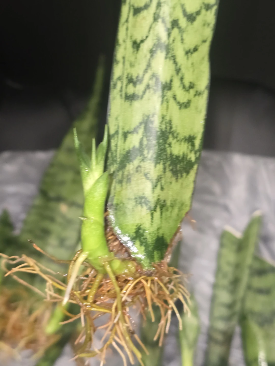 Baby snake plant  ready to pot - photo 5