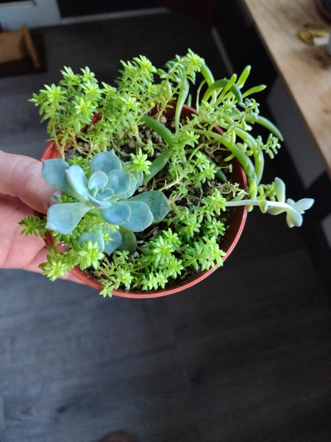 Mixed Succulent Planter