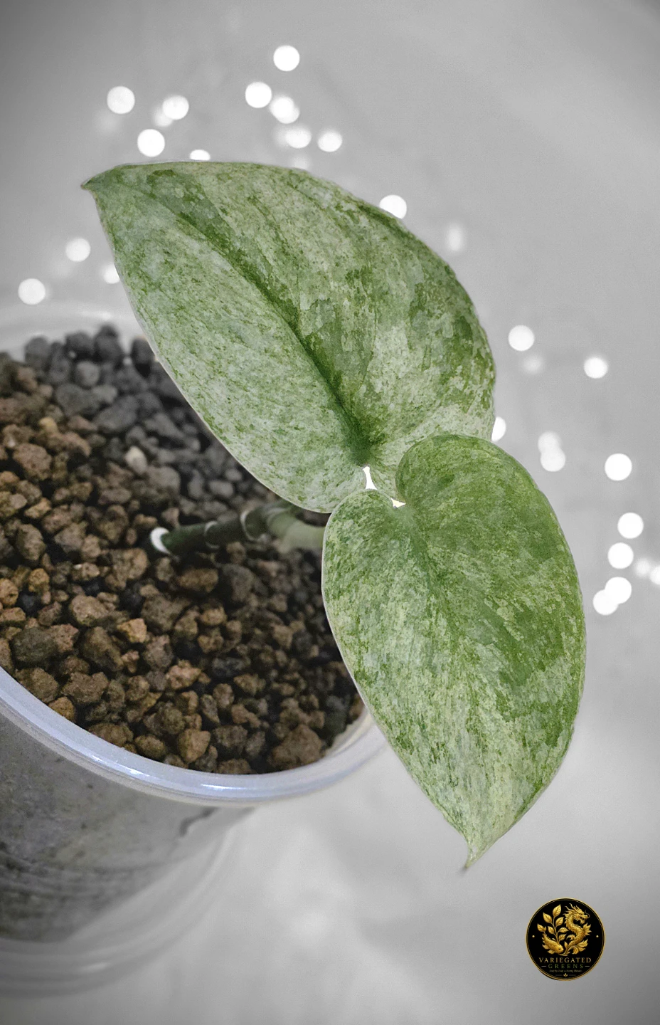 Scindapsus pictus Halimoon "Reflective Tide" - photo 4