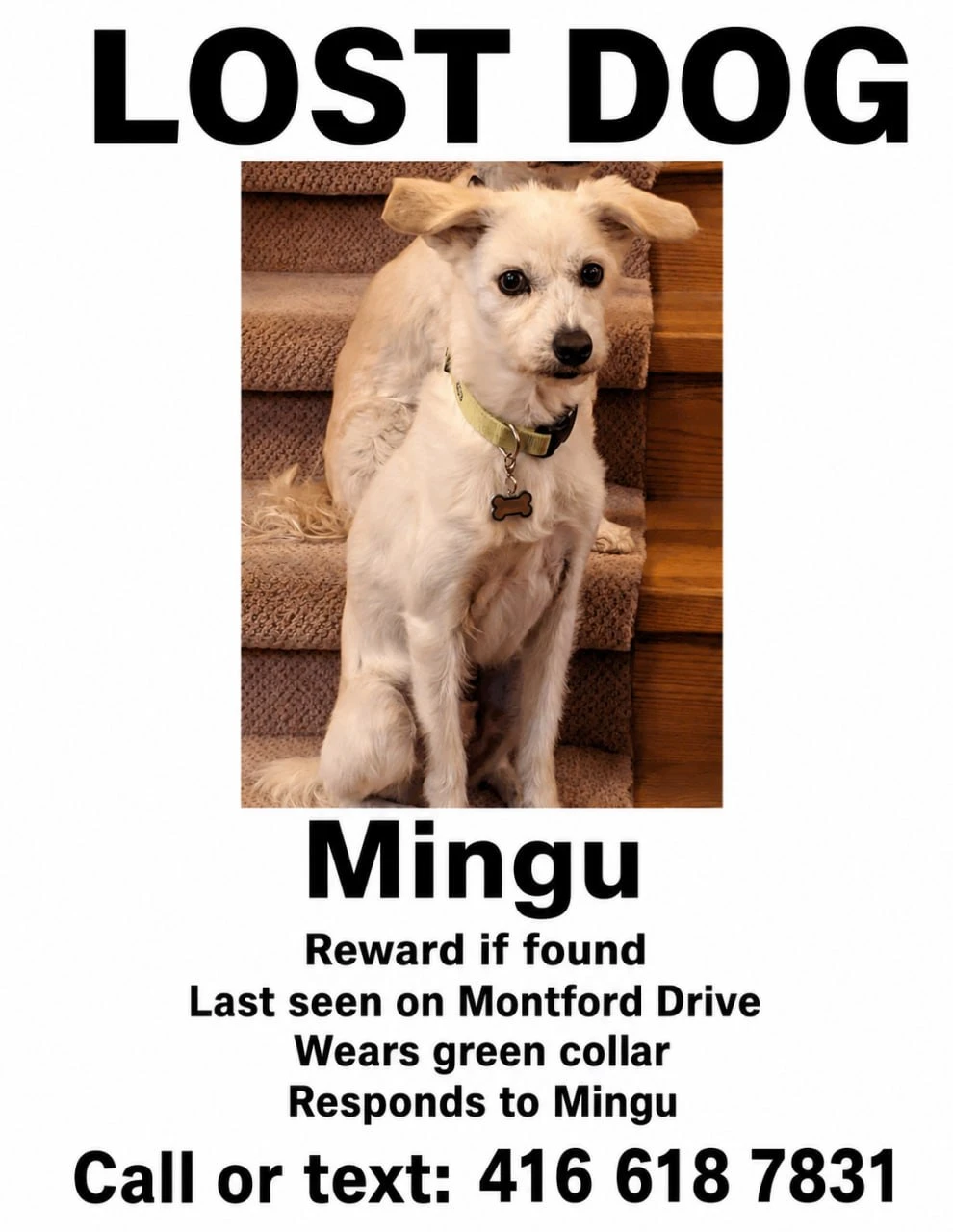 LOST DOG
