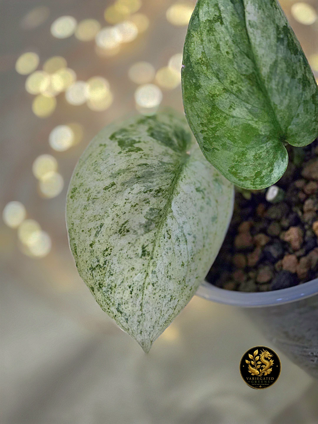 Scindapsus pictus Halimoon "Unfolding Silver"