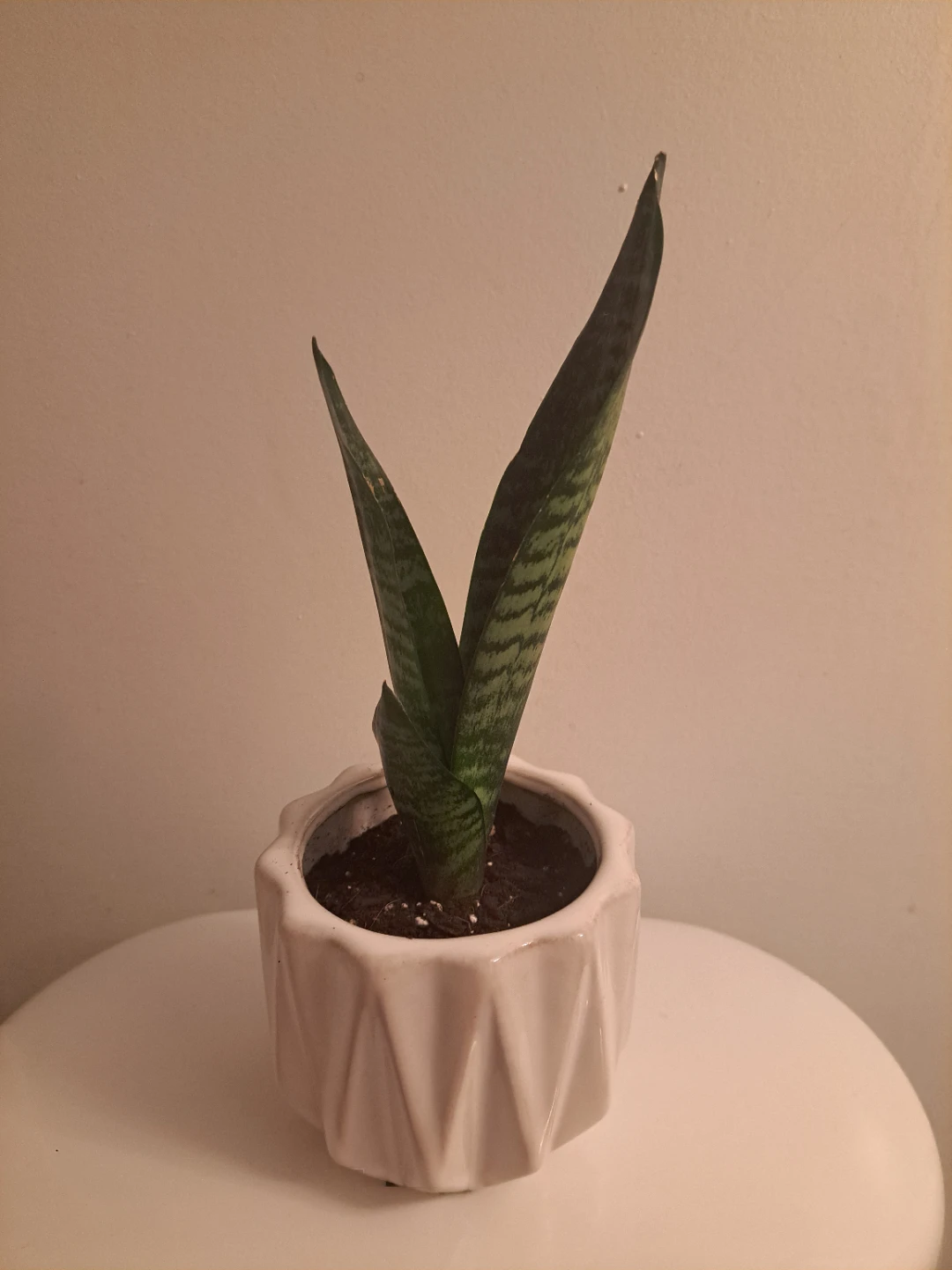 Snake Plant in White Geometric Ceramic Pot - photo 2