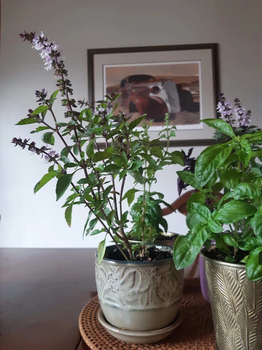Scented Basil Plants - photo 2