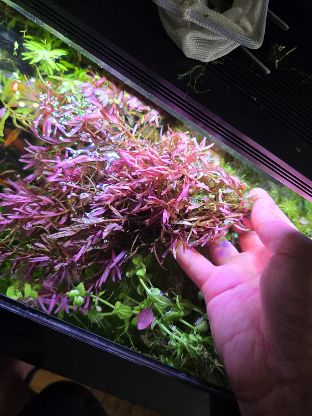 Drawf sag, Rotala red, Pearlweed - photo 2