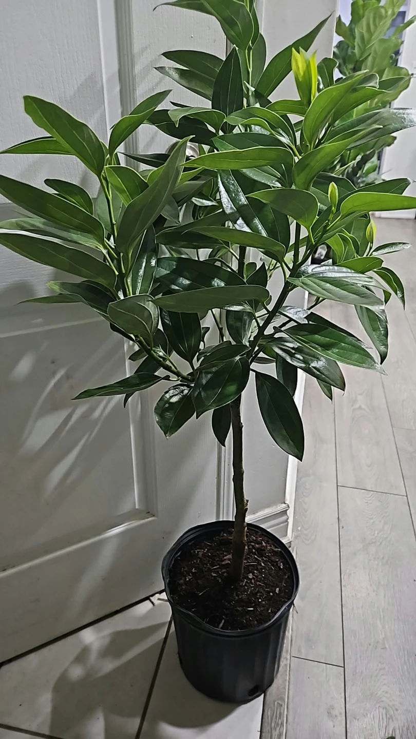 Potted Cinnamon Tree standardd