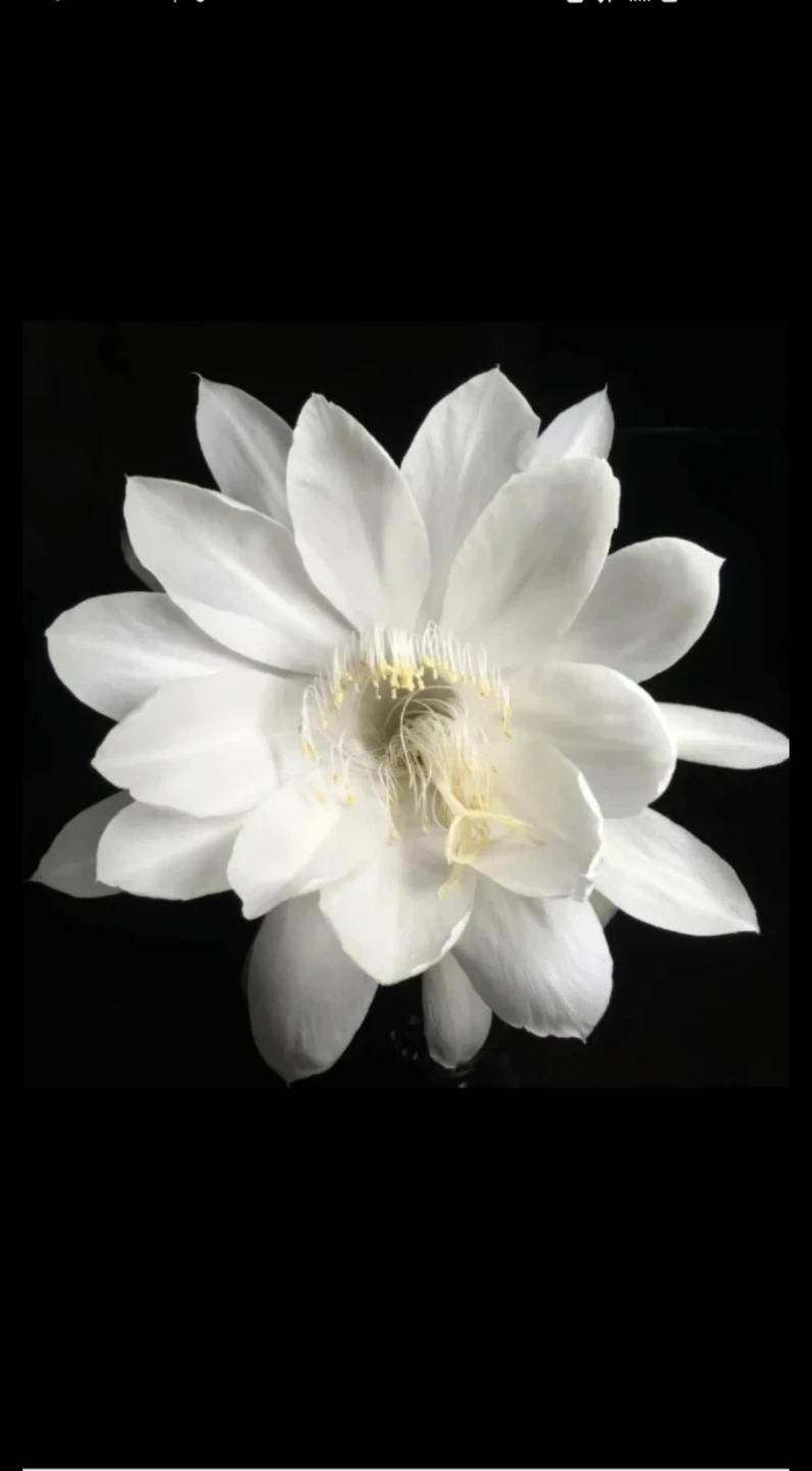 Queen of the Night (‌Epiphyllum oxypetalum)