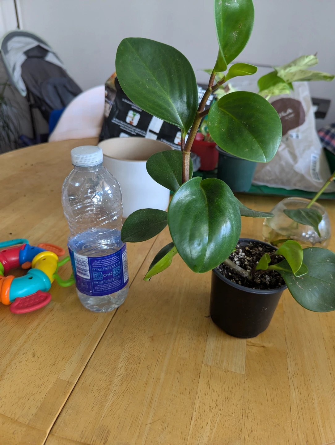 Peperomia Obtusifolia Plant