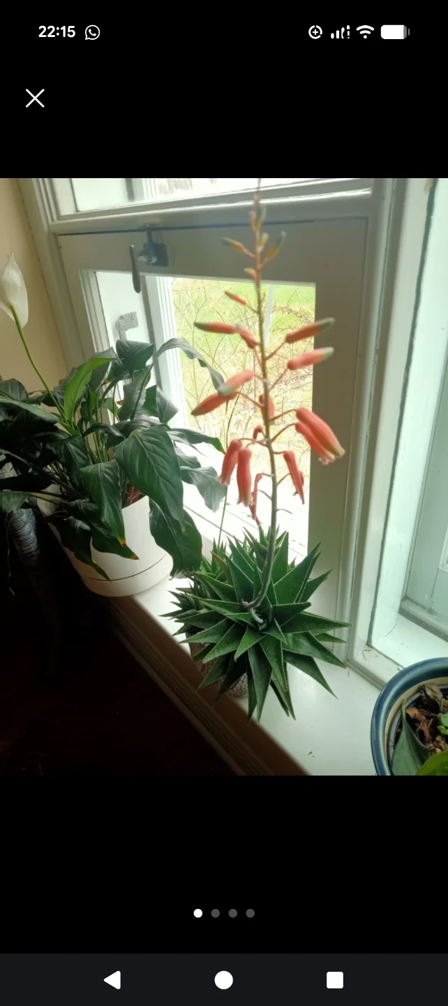 Haworthia in Terracotta Pot - photo 3