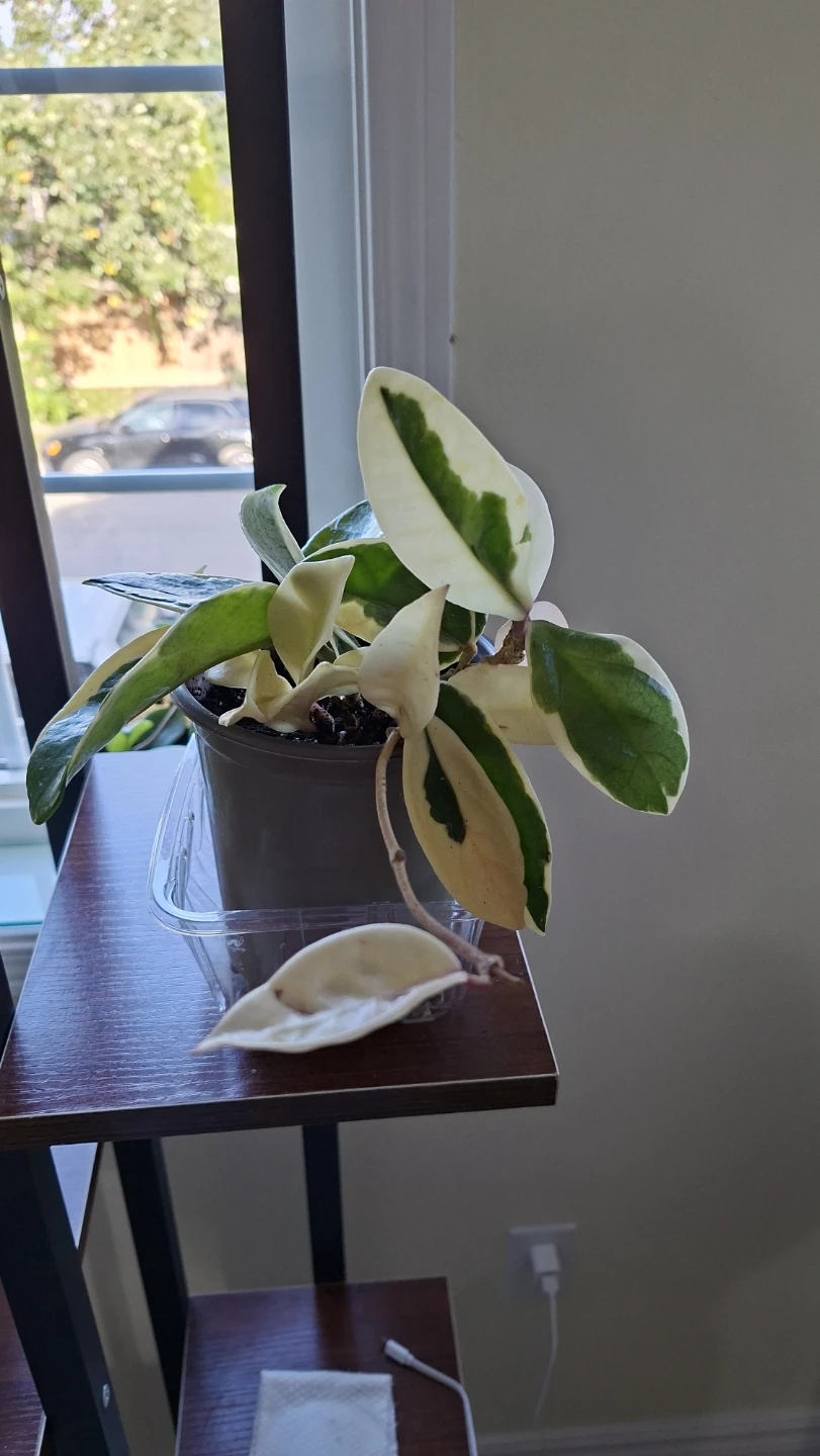 Hoya Carnosa Tricolor - photo 3
