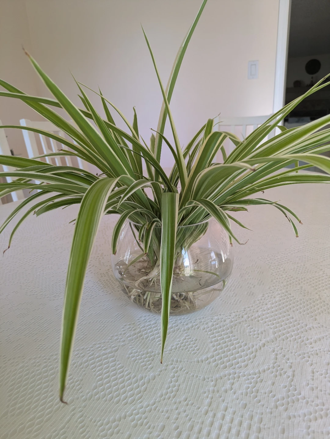 Spider Plant in Clear Glass Bowl