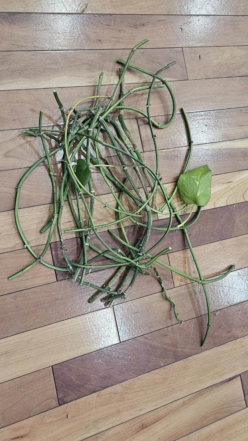 Pothos plant clippings