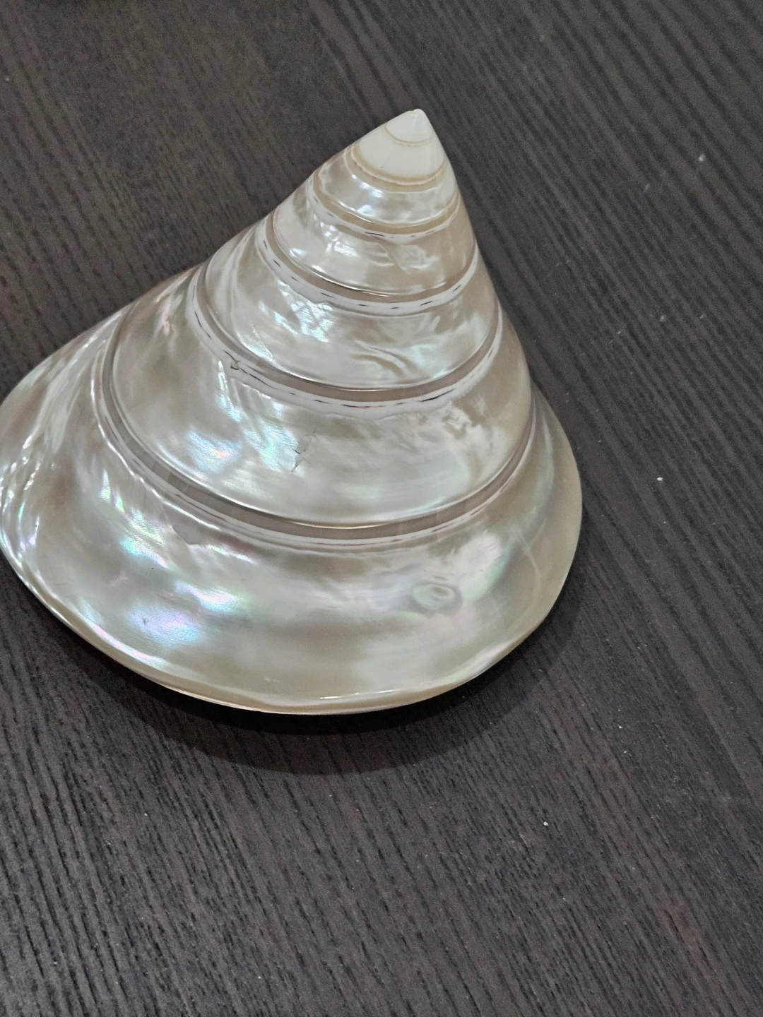 Collection of Seashells