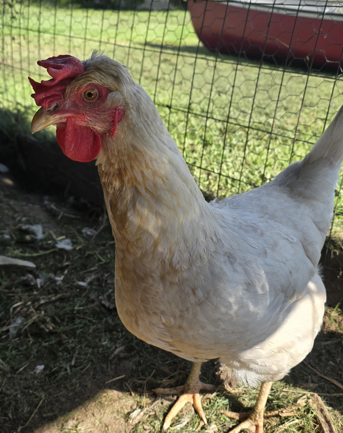 Two friendly chickens - photo 2