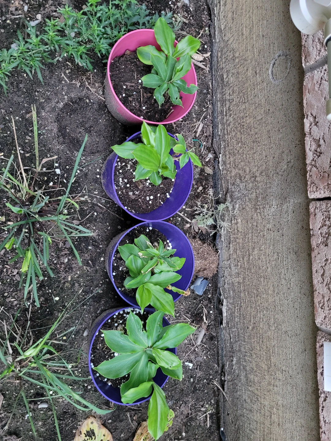 Potted Insulin Plants
