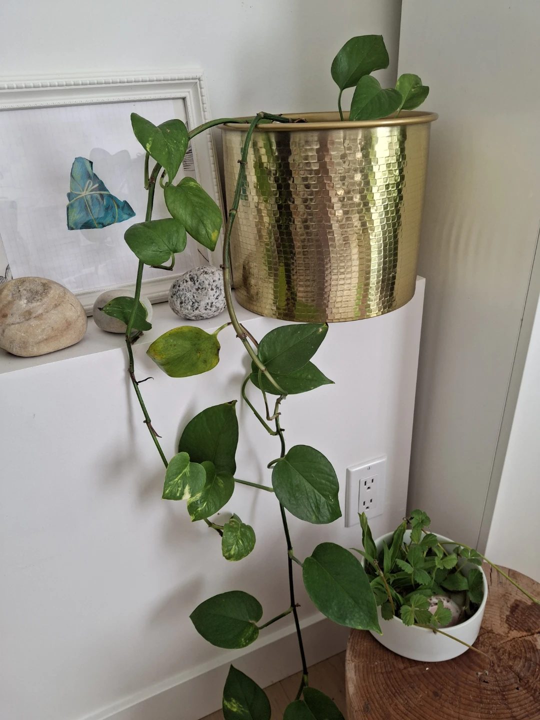 Trailing Golden Pothos Plant