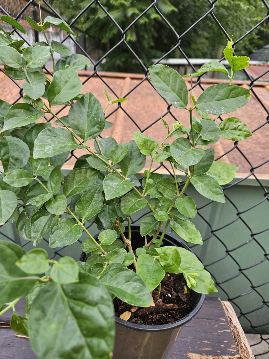 Jasmine Plant - photo 2