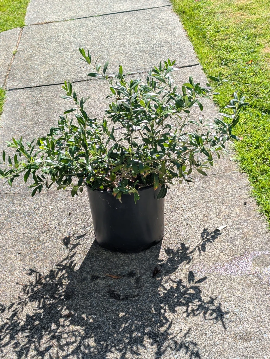 Healthy Potted Olive Tree