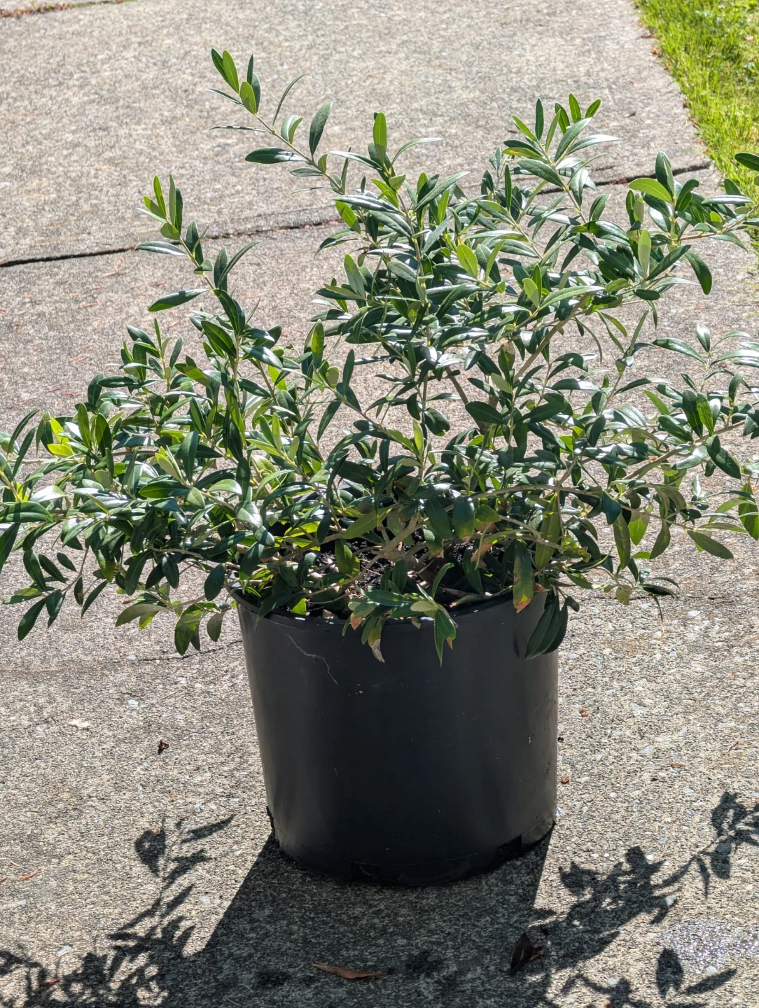 Healthy Potted Olive Tree - photo 2